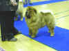 1 unghund ,2 vinder med CK i Hedensted d. 02.04.2006