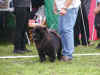 2 unghund p� Broholm d. 26.08.2006