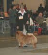 1 unghund og 3 vinder i Odense d. 19.02.2006